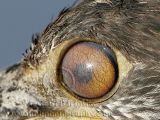 _MG_5133crop Yellow-crowned Night-Heron.jpg
