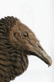 _MG_9138 Black Vulture.jpg