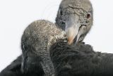 _MG_9409 Black Vulture.jpg