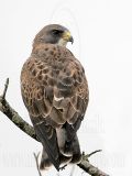 _MG_5984 Swainsons Hawk.jpg