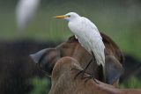 _MG_5107 Cattle Egret.jpg