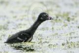 _MG_5554 Purple Gallinule.jpg