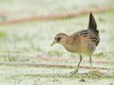 _MG_5614 Sora.jpg