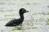 _MG_5549 Purple Gallinule.jpg