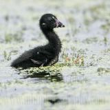 _MG_5553 Purple Gallinule.jpg