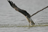 _MG_1038 Osprey.jpg