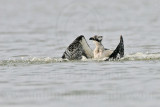 _MG_1075 Osprey.jpg