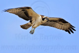 _MG_4357 Osprey.jpg