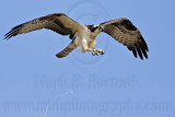 Osprey - Defecation - on the wing