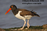 7016 - American Oystercatcher - animated image.gif