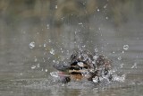 _MG_0263 Masked Duck.jpg