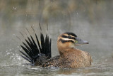 _MG_0269 Masked Duck.jpg