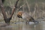 _MG_0479 Masked Duck.jpg
