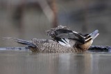 _MG_0599 Masked Duck.jpg