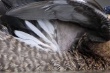_MG_0599crop Masked Duck.jpg