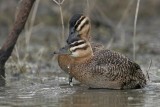 _MG_1008 Masked Duck.jpg