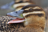 _MG_1028crop Masked Duck.jpg