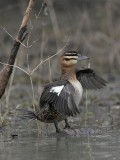 _MG_1230 Masked Duck.jpg