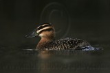 _MG_7249 Masked Duck.jpg