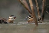 _MG_7404 Masked Duck.jpg