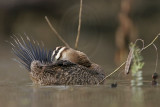 _MG_7503 Masked Duck.jpg