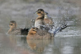 _MG_9430 Masked Duck.jpg