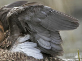 _MG_9753 Masked Duck.jpg