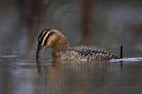 _MG_9771 Masked Duck.jpg