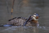 _MG_9847 Masked Duck.jpg