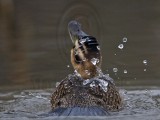 _MG_9878 Masked Duck.jpg