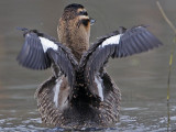 _MG_9903 Masked Duck.jpg