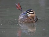 _MG_2197 Masked Duck.jpg