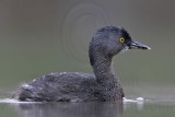 _MG_2895 Least Grebe.jpg