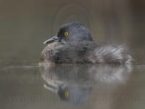 _MG_4290 Least Grebe.jpg