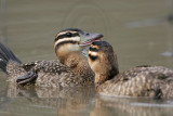 _MG_4576 Masked Duck.jpg
