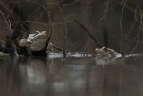 _MG_5001 Rio Grande Leopard Frog.jpg