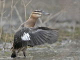 _MG_5900 Masked Duck.jpg