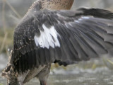 _MG_5900crop Masked Duck.jpg