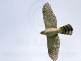 _MG_6270 MCoopers Hawk.jpg