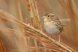 _MG_2735 Le Contes Sparrow.jpg