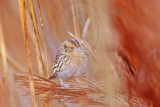 _MG_3157 Le Contes Sparrow.jpg