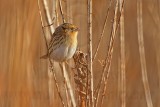 _MG_3432 Le Contes Sparrow.jpg