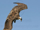 _MG_0423 Osprey.jpg