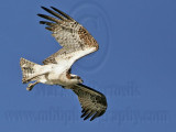 _MG_0618 Osprey.jpg
