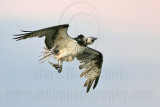 _MG_8531 Osprey.jpg