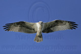 _MG_3218 Osprey.jpg