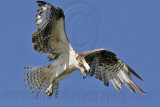 _MG_3833 Osprey.jpg