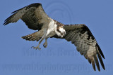 _MG_3959 Osprey.jpg