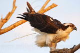 _MG_3091 Osprey.jpg