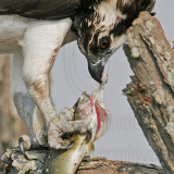_MG_3269crop Osprey.jpg